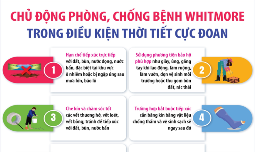 Chủ động phòng, chống bệnh Whitmore trong điều kiện thời tiết cực đoan